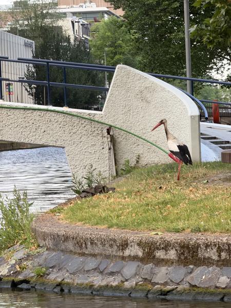 A striking White Stork stands gracefully on the grassy bank next to a canal bridge, its red legs and beak contrasting with its white and black plumage